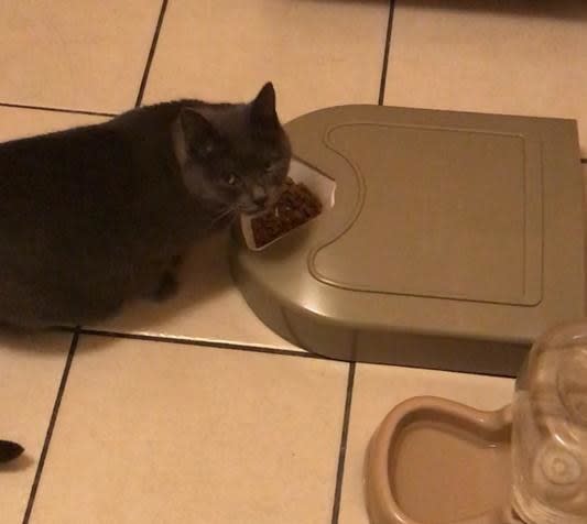 A reviewer's cat eating out of the feeder