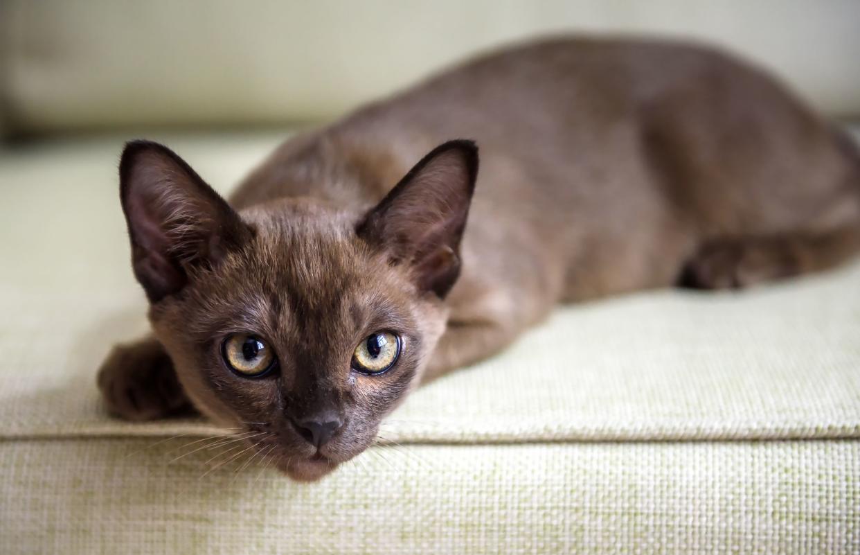 Burmese kitten lying on a couch, selective focus, looking towards the camera to the slight right, light-grey couch blurred in the background