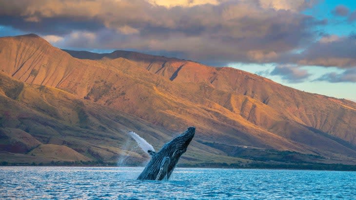 whale rising in water