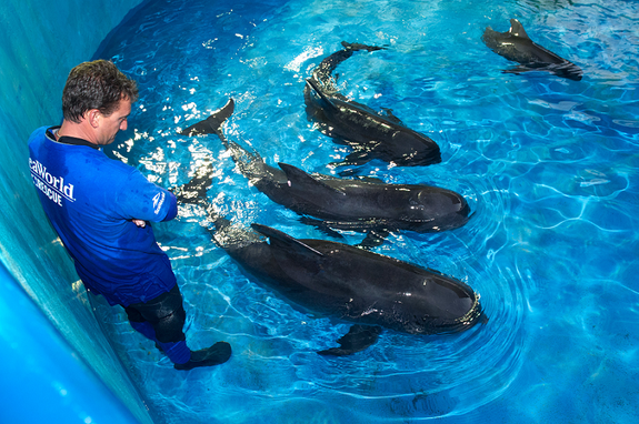 SeaWorld animal rescue team member Brant Gabriel supervises four juvenile pilot whales in the rehab pool at SeaWorld Orlando’s quarantine area. The whales are the only surviving whales from a mass stranding event on Saturday, September 1, that