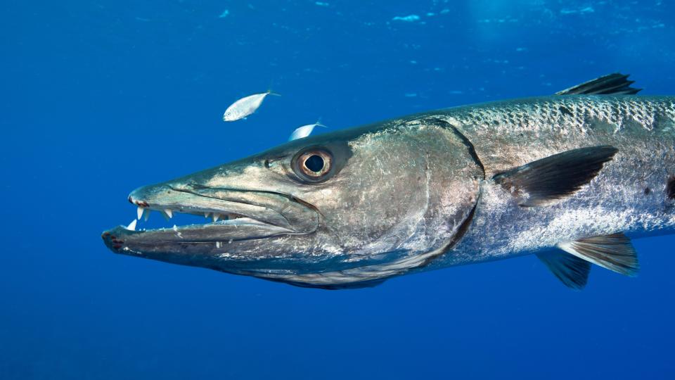 A barracuda close up.