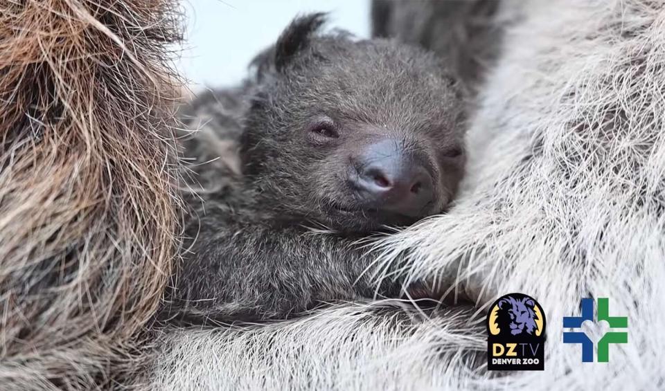 baby sloth Denver Zoo