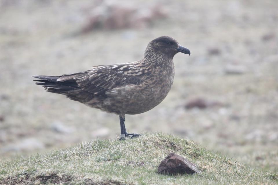 The great skua, sometimes known by the name bonxie in Britain (Ian Francis RSPB/PA)