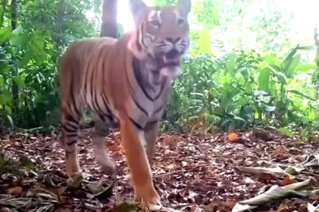 Incredibly rare tiger licks hidden camera
