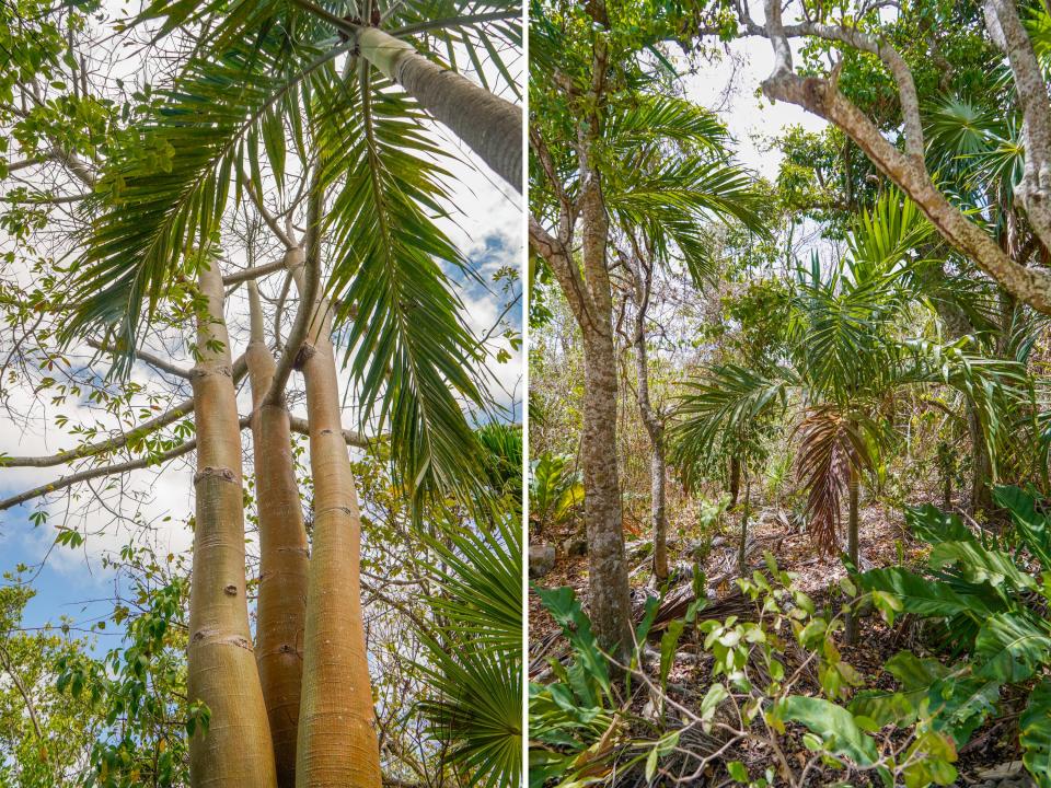 Side-by-side photos of mangroves in Tulum
