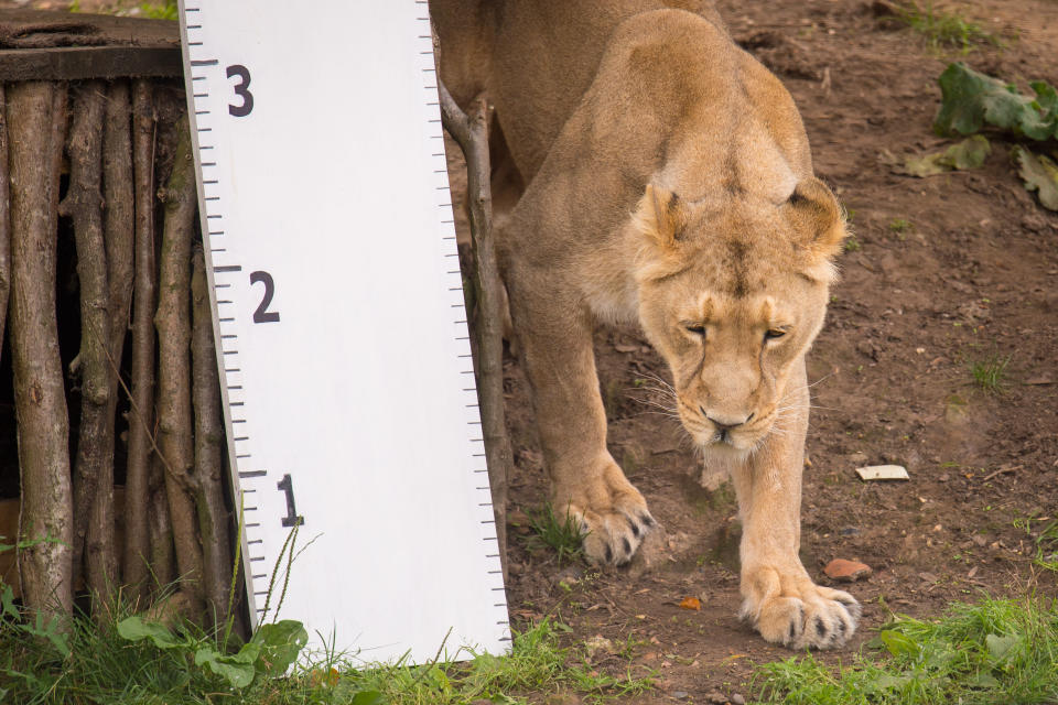 London Zoo