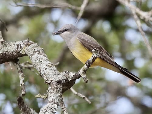 <em>Western Kingbird <br>COURTESY: Jeff Osborne</em>