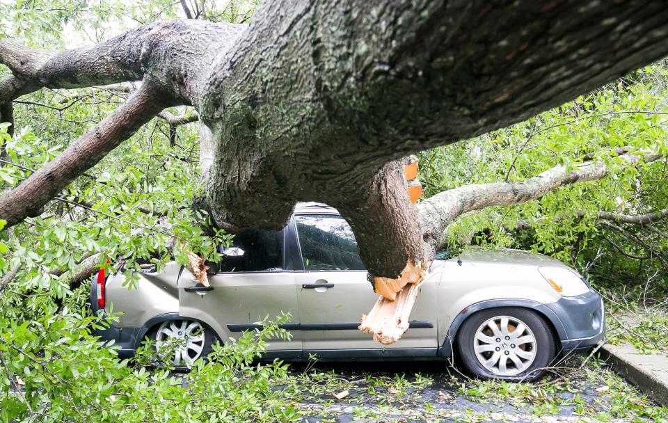 A large oak tree fell on this Honda CRV at the Paddock Oaks Apartments in 2017 during Hurricane Irma.