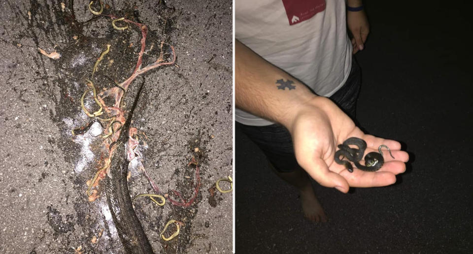 The guts of the snake strewn across the road with dead babies (left). A man holds the two survivors in the palm of his hand (right).