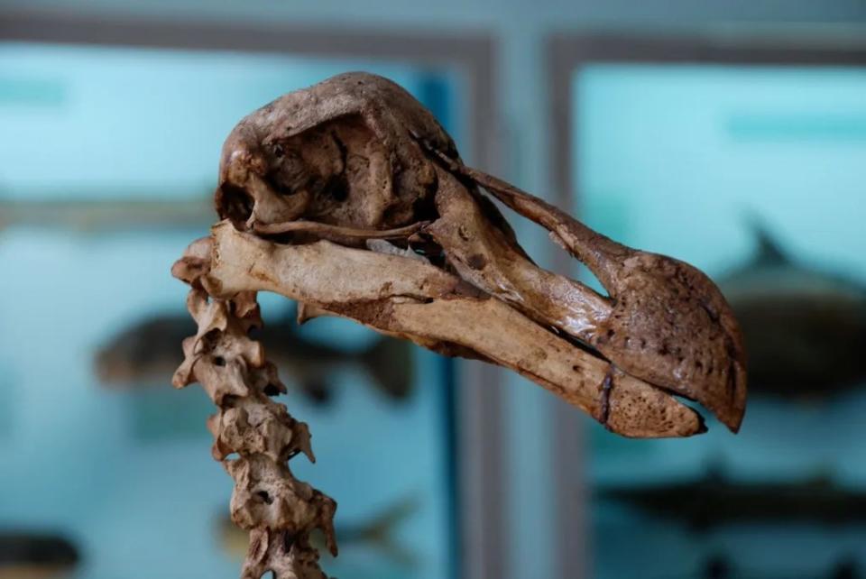El dodo es una de las criaturas extintas que Colossal Biosciences intenta revivir. (Ranjith Jayasena)