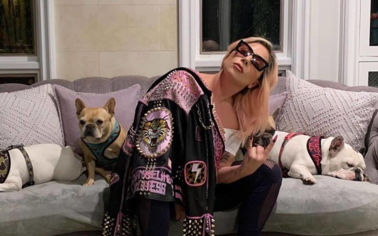 Lady Gaga and her three dogs 