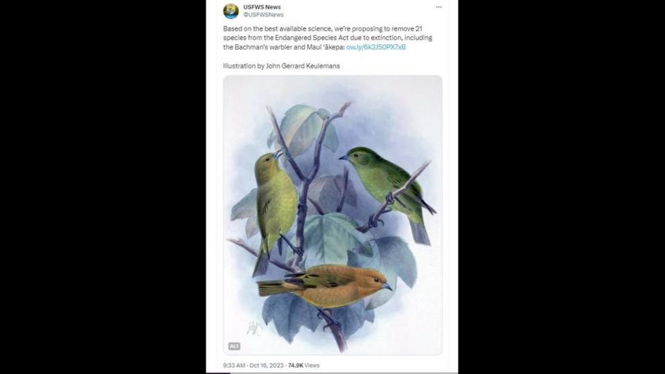 US Fish & Wildlife Service tweet about the extinct Bachman’s Warbler, October 2023.