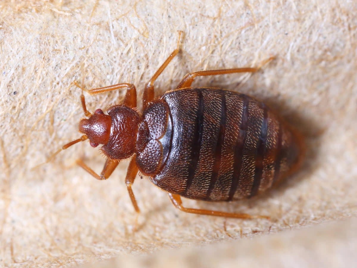 A wave of panic and disgust was sparked in Paris and other French cities when people started posting videos on social media of bedbugs on public transport