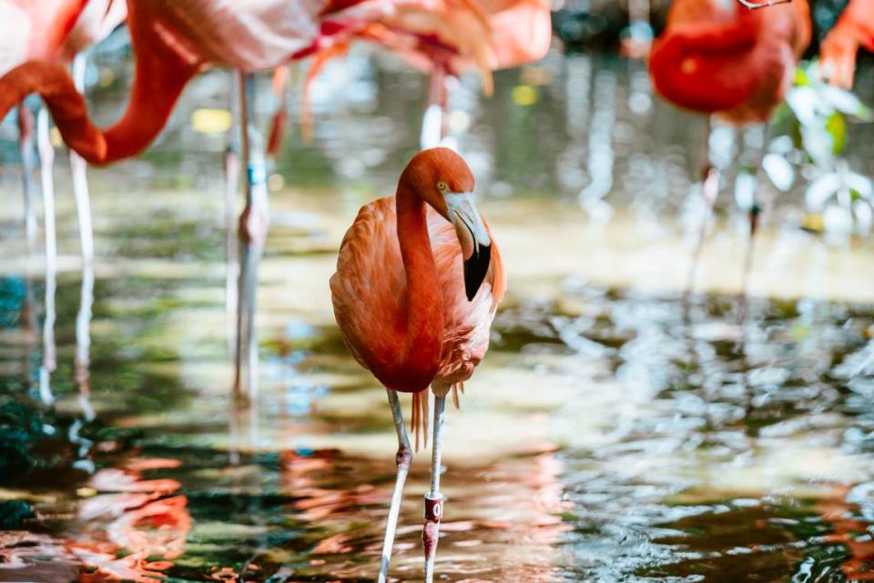 Jungle Island, a popular park attraction in Miami, is temporarily closing as of July 3, 2020 due to rising COVID-19 cases in the county.