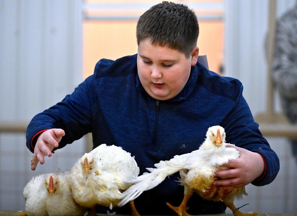 Rob Williams wrangles his chickens during the Shackleford County Youth & Livestock Show in Albany Jan. 20. Rob won first place in class 2 poultry.