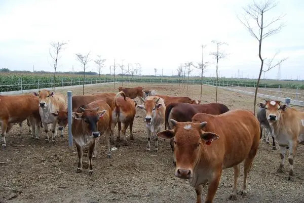 台灣黃牛屬於小而美品種，體型小、較適應本土氣候、耐粗放、繁殖性強。