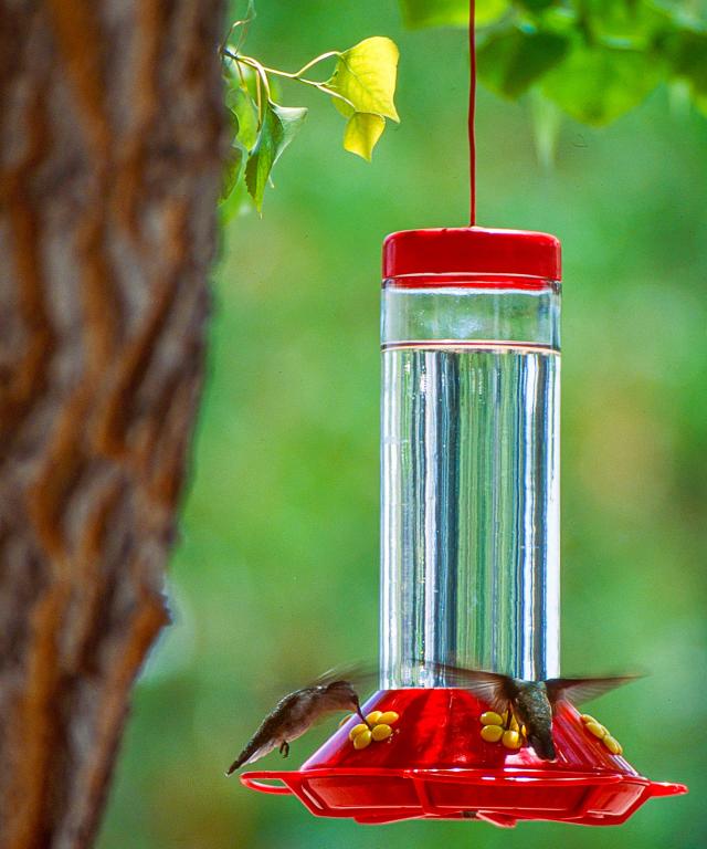 hummingbirds around bird feeder