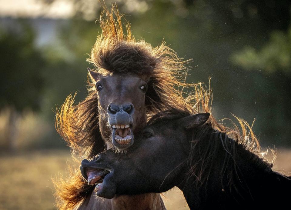 Horses are surprisingly expressive animals and have more than a dozen different facial expressions. (AP Photo/Michael Probst)