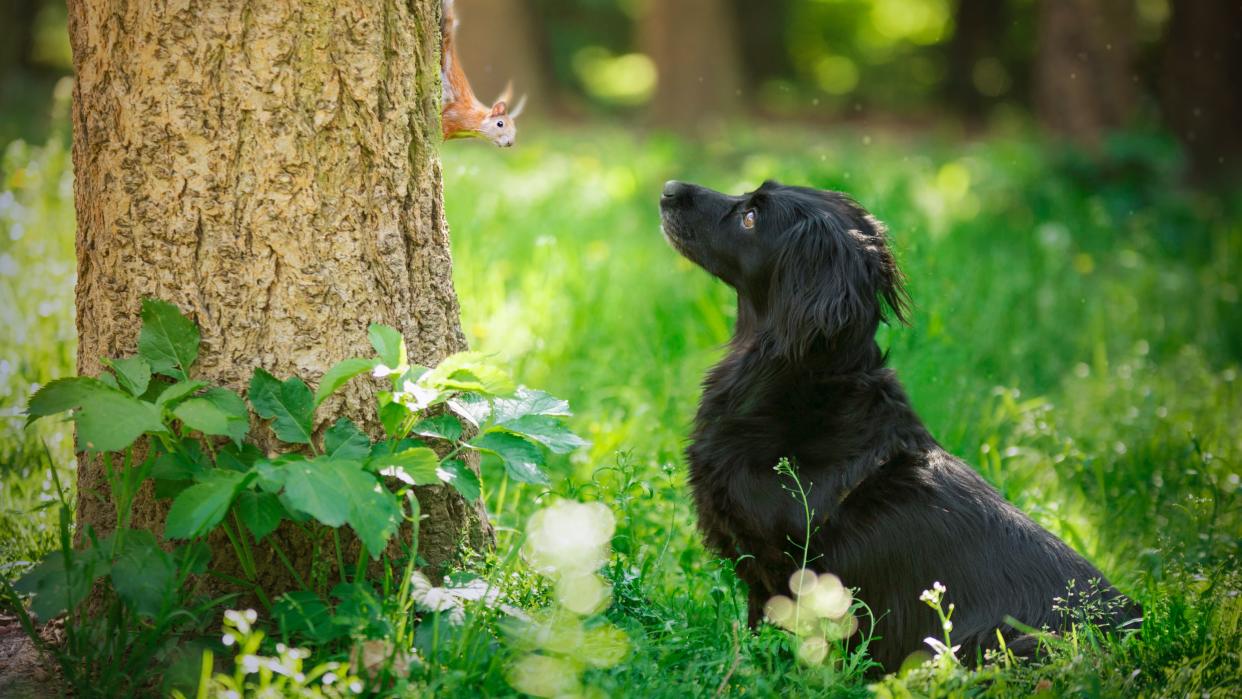  Dog stood beside tree looking at squirrel. 