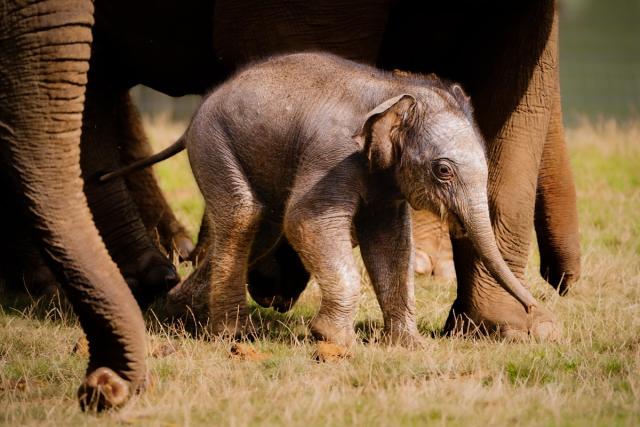 Baby Asian elephant named Thai word for Queen in honour of the late monarch