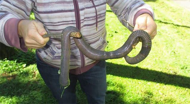 Kelli Mace tentatively holds up the giant worm. Source: 7 News