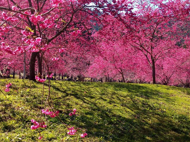 「九族櫻花祭」目前已進入最佳賞櫻期，活動持續至3月7日，並推出夜櫻午後票的優惠。（圖／九族文化村提供）