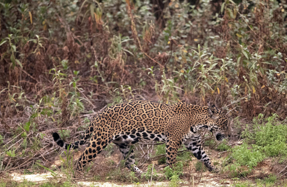 A jaguar limps along the banks of the Piqueri river in the Encontro das Aguas Park near Pocone, Mato Grosso state, Brazil, Saturday, Sept. 12, 2020. Wildfire has infiltrated the state park, an eco-tourism destination known for its population of jaguars. (AP Photo/Andre Penner)