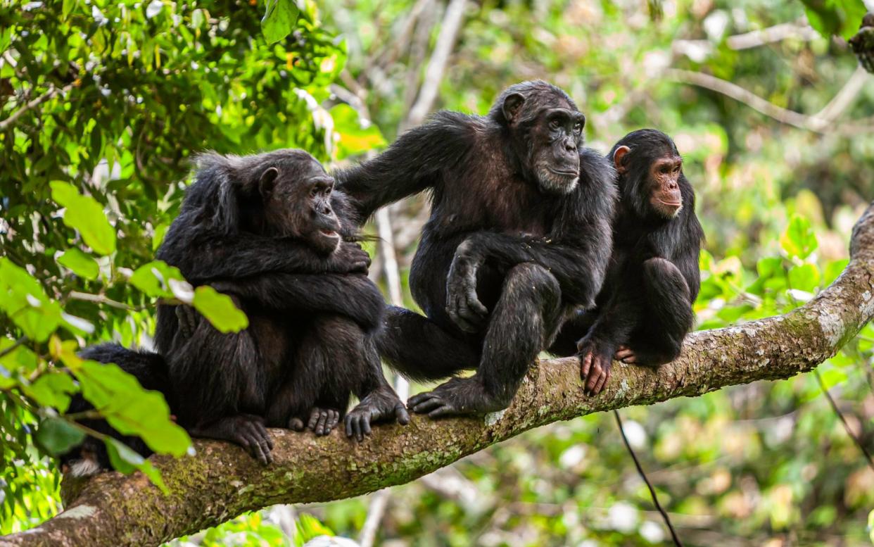 Research has shown that social relationships shape long-term memory in chimpanzees