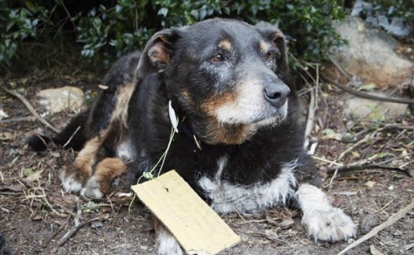 路易是一隻12歲的老犬，這天牠突然消失一個下午，再出現時顯得非常疲備，而且項圈上還掛了一塊紙板