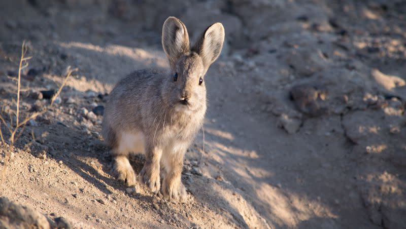 Wildlife conservation groups have petitioned the federal government to list the pygmy rabbit as endangered. The species, which weighs a pound or less, is losing its sagebrush habitat in Western states, including Utah. 