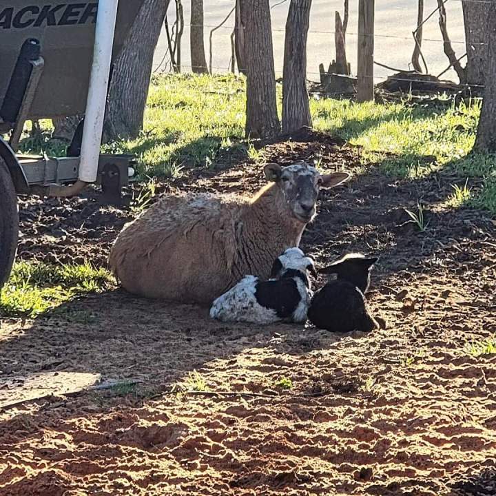 Mom and baby sheep born on Valentine’s Day (Courtesy: Jeremy Clark)