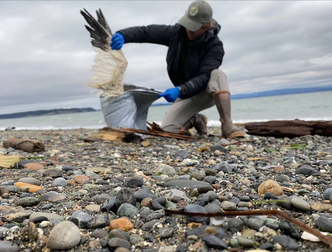 A state biologist collects dead snow geese suspected of avian influenza on Camano Island near Skagit Bay in Washington state this month.