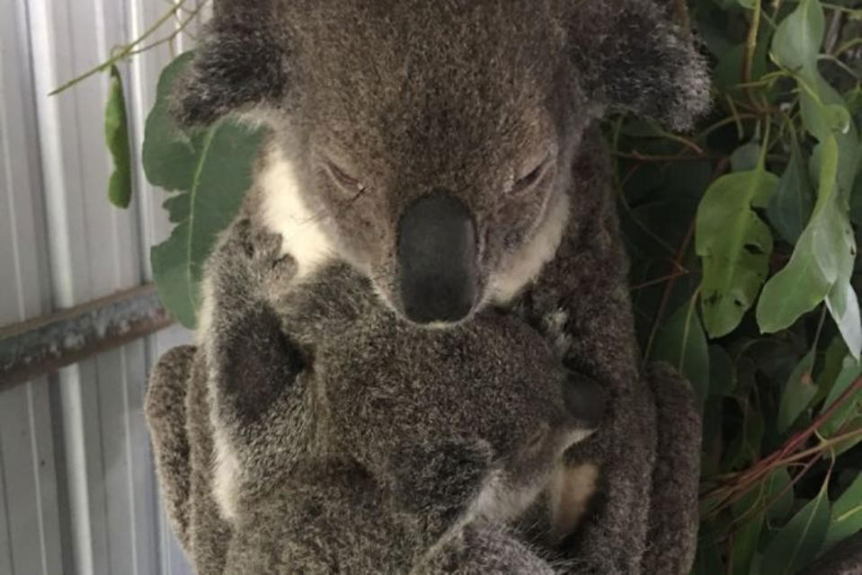 A koala cuddles her joey.