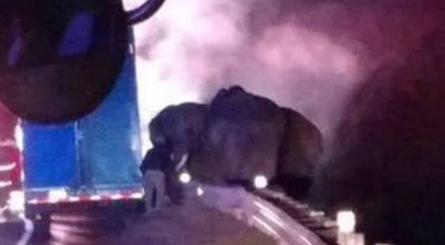 The elephants were on their way to a winter retreat. Chattanooga Fire Department