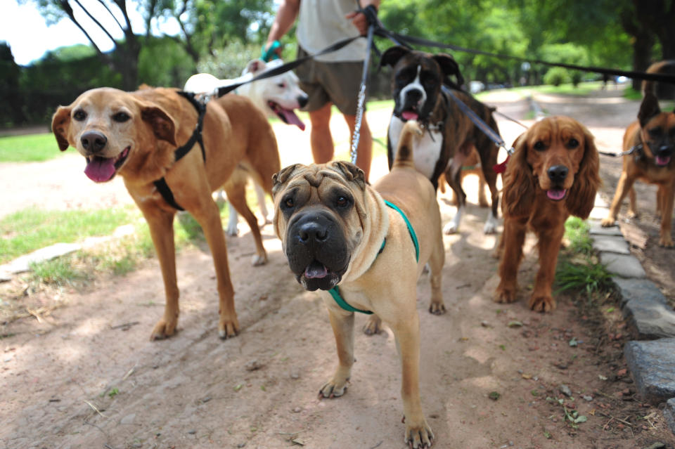 Man holds seven dogs on  dirt trail with a park in background.