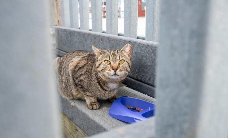 A cat, known locally as “Green Eyes” or “Mama”, hangs out along the Myrtle Beach Boardwalk. Her left ear tip has been clipped off to show she’s been spayed. April 10, 2024.