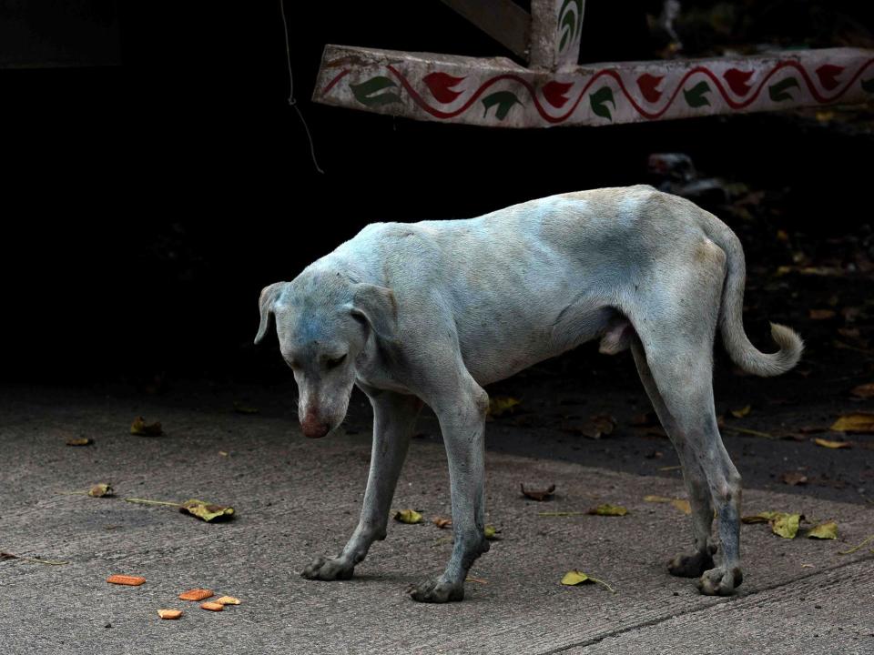 A blue dog is seen in Mumbai: STR/AFP/Getty Images