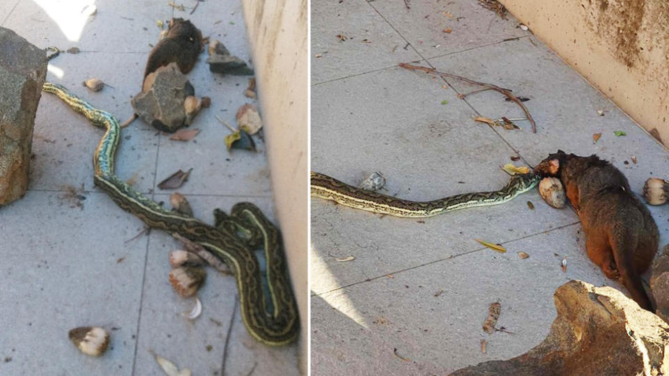 A Sunshine Coast carpet python (pictured) was part way through eating a possum (right with the snake) when it was bashed by a rock in a cruel attack.