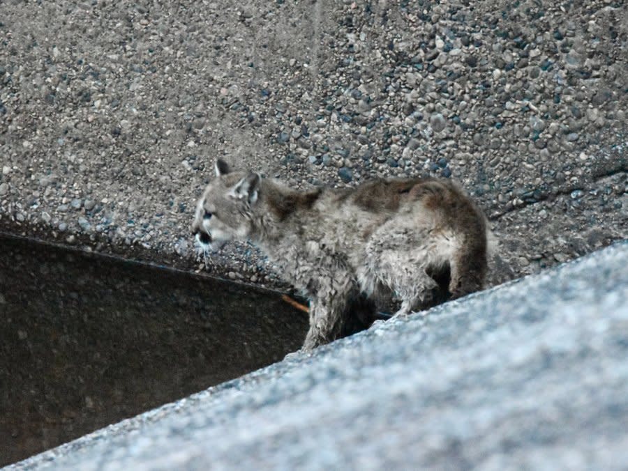 This mountain lion wouldn't hold the rope and instead ran to where the spillway connected to Los Pinos River.