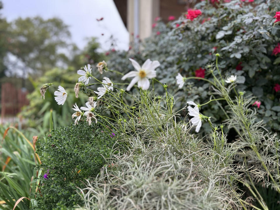 <p>A photo from the iPhone 14 showing some white and red flowers in a bush at a park. Some flowers are in focus while others are blurred out.</p>
