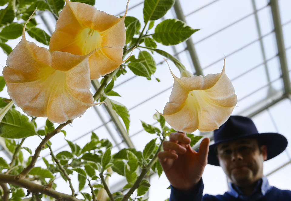 FILE - An employee touches the flower of a Datura Stramonium plant, part of the nightshade family, at The Royal Botanic Gardens in London, Monday, Sept. 22, 2014. (AP Photo/Kirsty Wigglesworth, File)