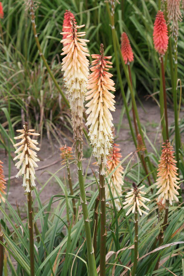 this is a plant portrait of kniphofia toffee nosed