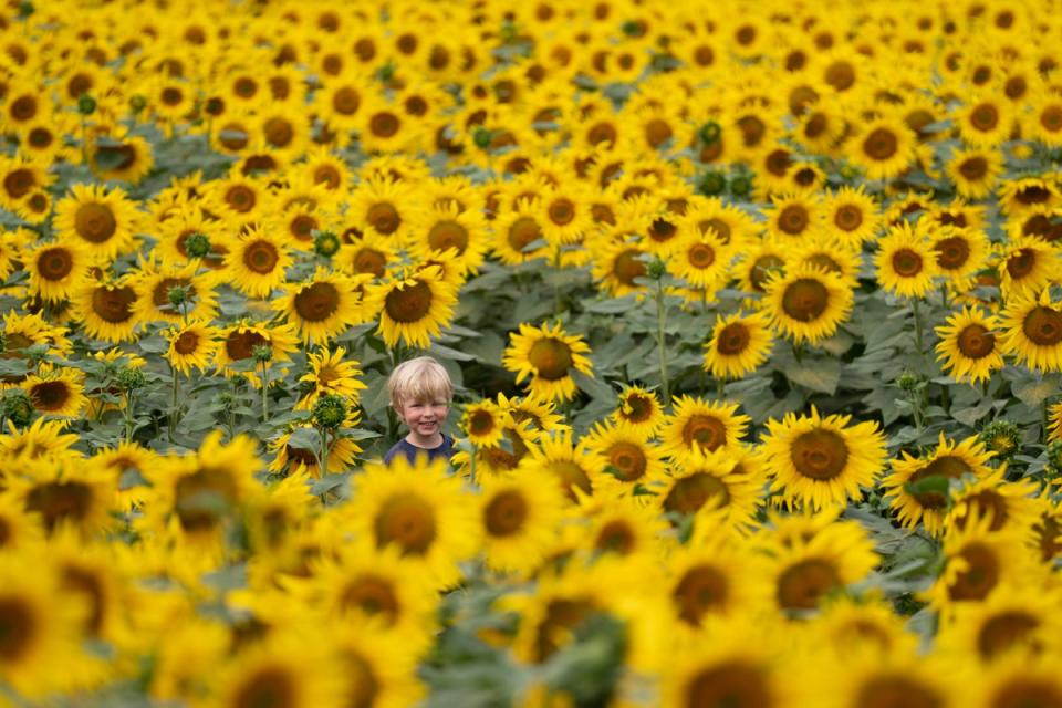 The sunflowers have bloomed two weeks early following the recent heatwave (Joe Giddens/PA) (PA Wire)