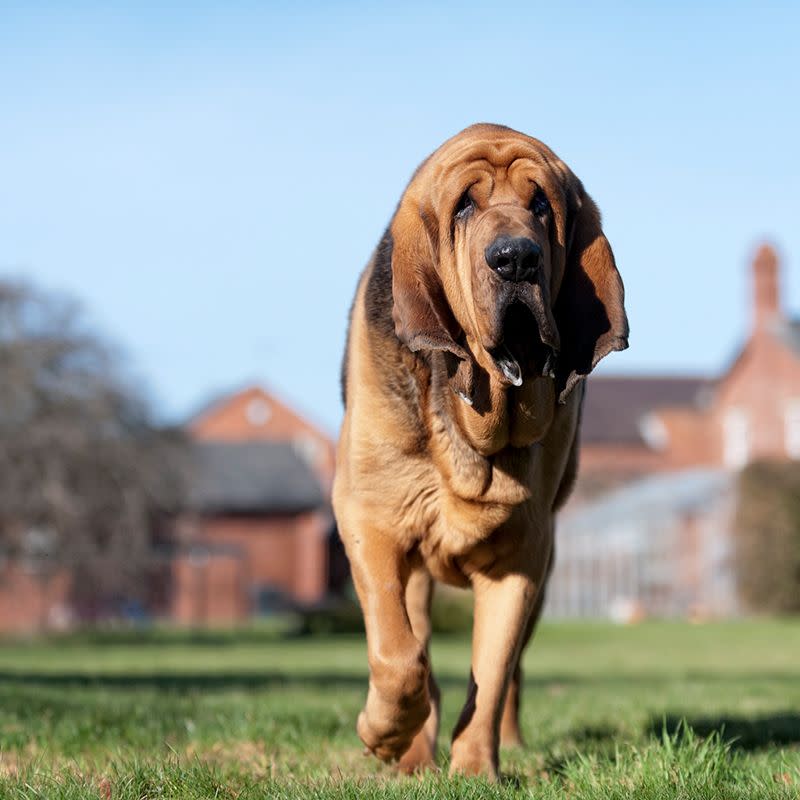 10) Bloodhound