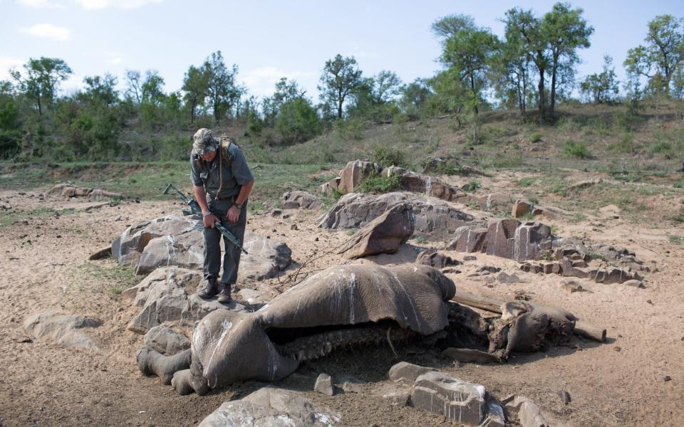 A ranger inspects the carcase of a poached rhino - 2014 Gallo Images (PTY) LTD