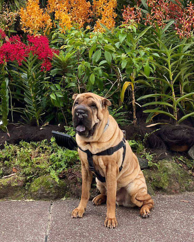 Elvis, an 11-year-old Shar Pei, in his new home in Singapore. (Courtesy of Erika Freiman)