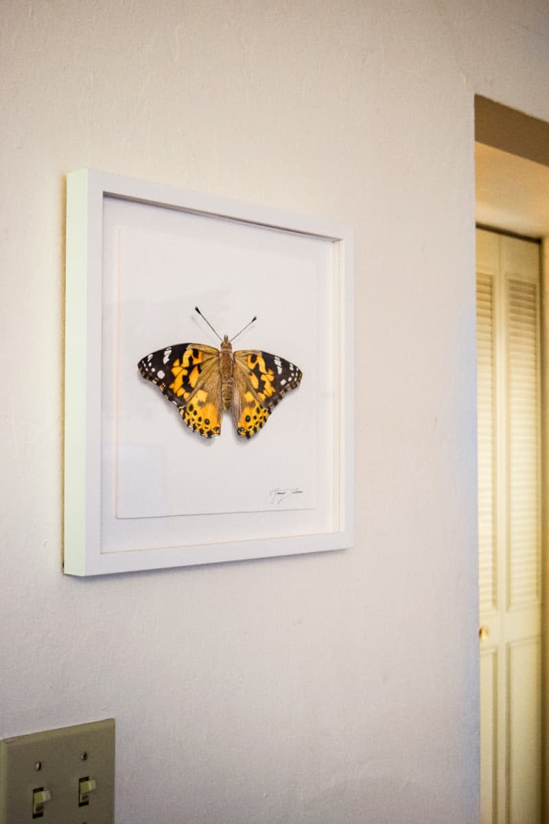 Framed butterfly on a hallway wall.