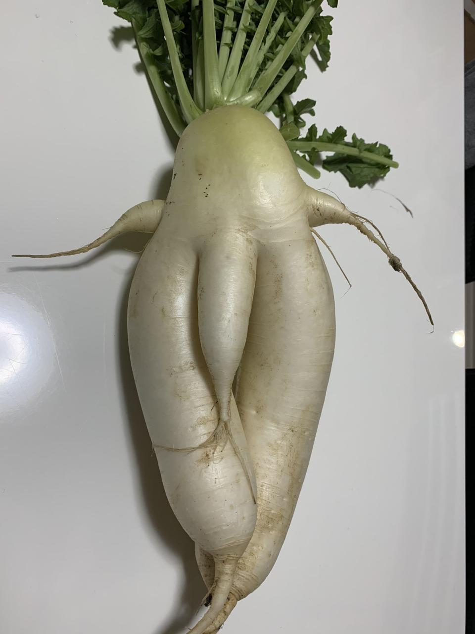 A strange-shaped radish or daikon. (Image from Twitter/@SANGORO22)