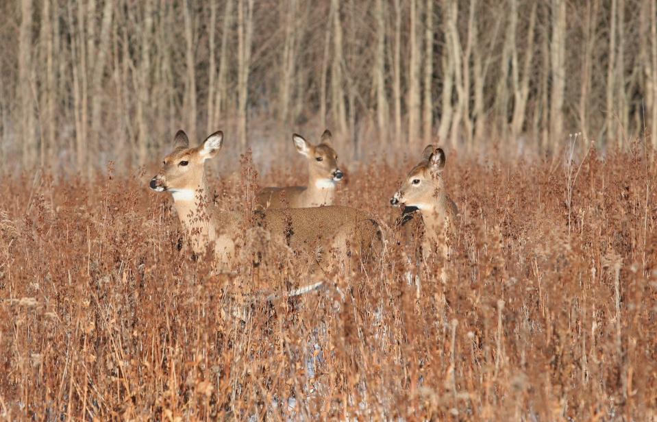 Hunters registered 92,050 white-tailed deer over the opening weekend of the 2023 Wisconsin gun deer season, 16% fewer than the previous year.