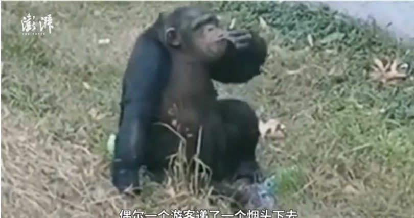   安徽省合肥野生動物園猩猩被拍到抽菸。（圖／翻攝自澎湃新聞）